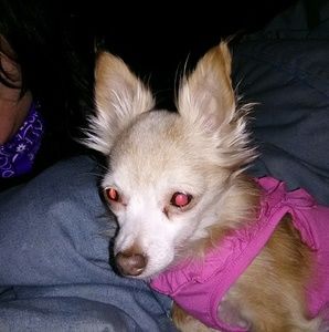 Meet your Posher, Rose